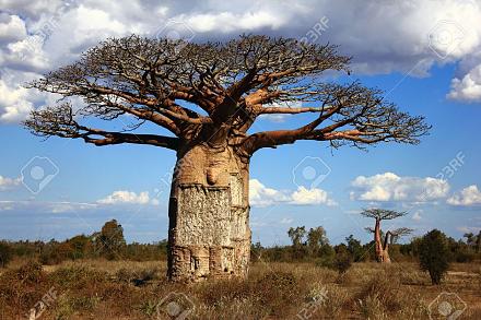     
: 10743202-big-baobab-tree-in-savanna-blue-sky-and-grey-clouds-Stock-Photo.jpg
: 576
:	129.6 
ID:	21686